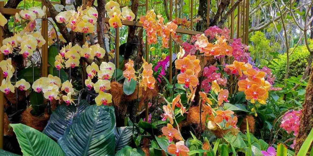 A colorful array of orchids at the National Orchid Garden in Singapore Botanic Gardens.