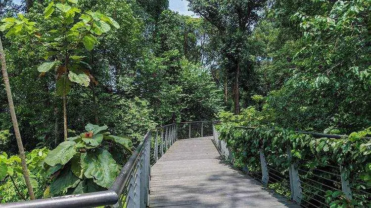 Pathway in Learning Forest at Singapore Botanic Gardens surrounded by lush trees and foliage.
