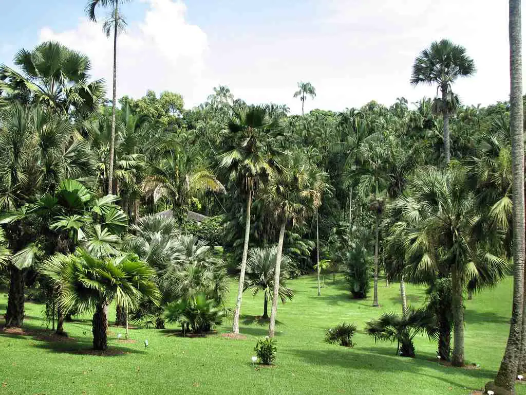 Palm trees in Palm Valley at Singapore Botanic Gardens