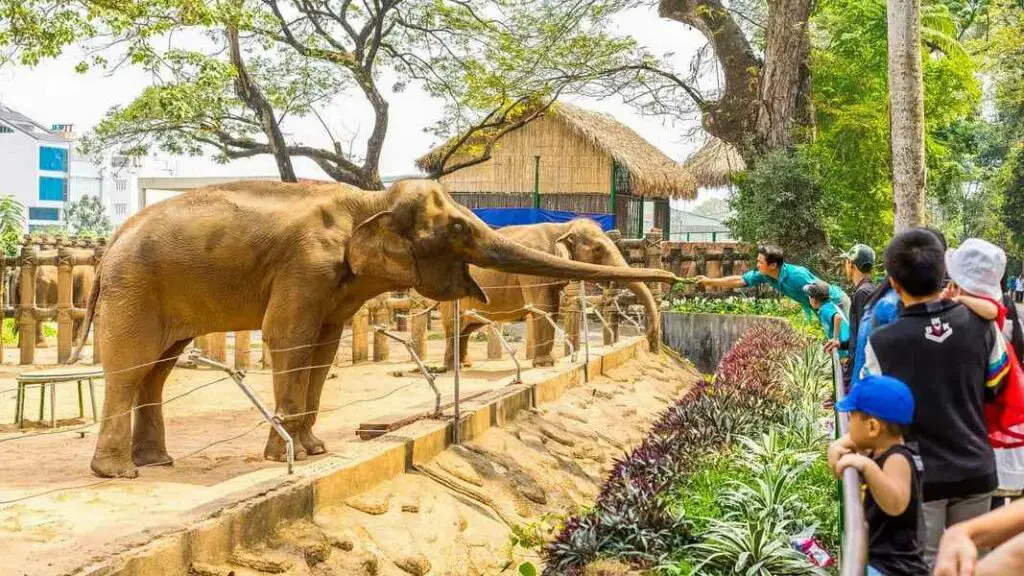 Elephant interaction in Saigon Zoo