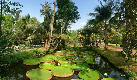 Lily Pads at Binh Quoi Village