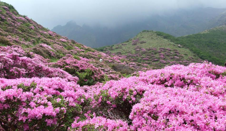 Purple Rhododendron flowers in Fansipan Mountain