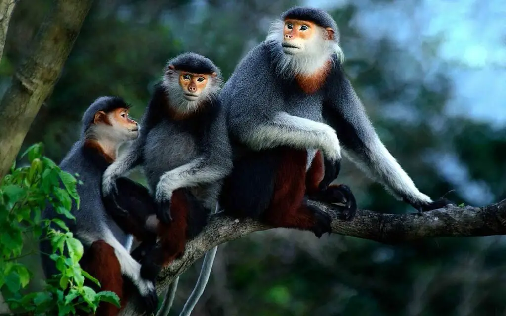 Red-chanked duoc monkeys at Son Tra Mountains
