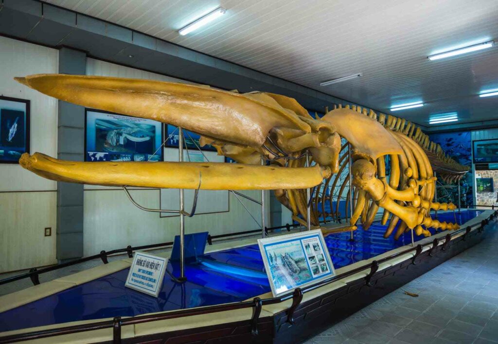 Whale exhibit at the National Oceanographic Museum of Vietnam