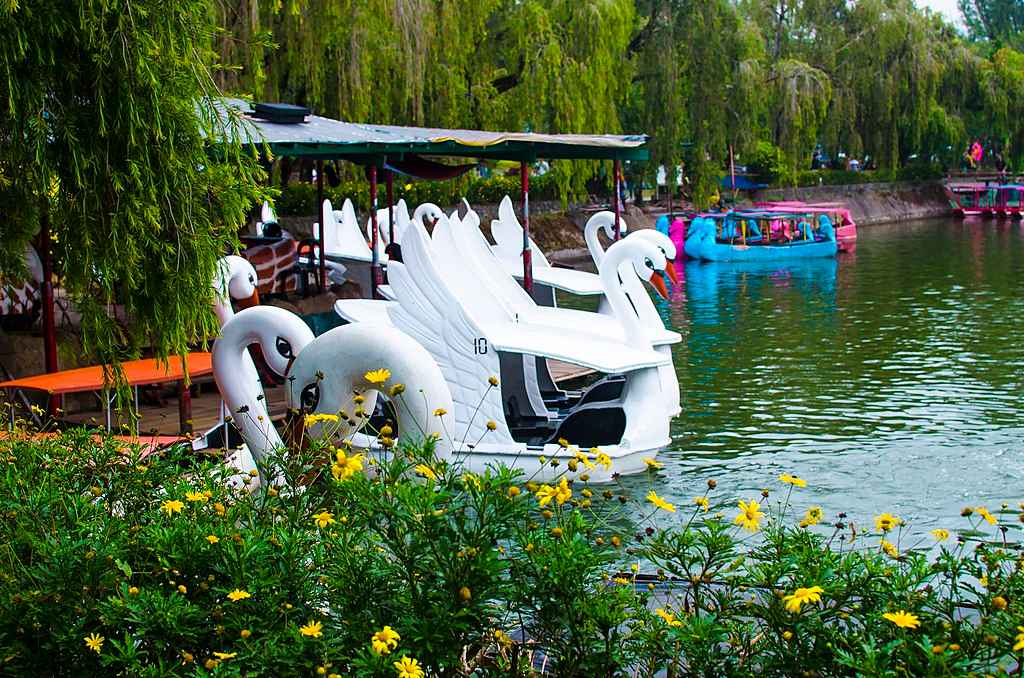 The Swan boats at Burnham Park's lagoon