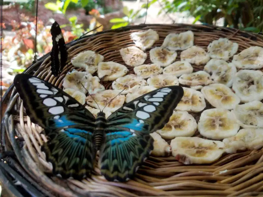 Beautiful Butterfly feasting on banana slices at Butterfly Garden,