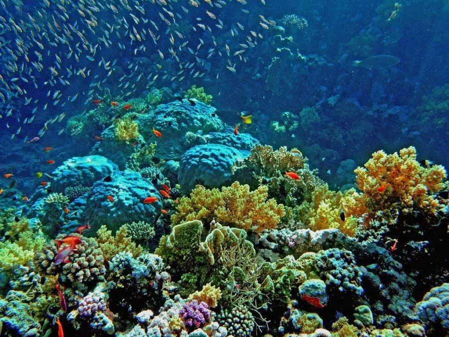 The colorful marine life in Coral Garden