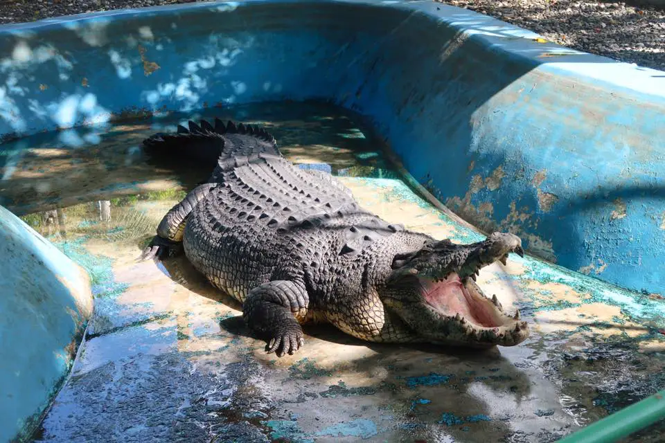 A chubby crocodile at Davao Crocodile Park