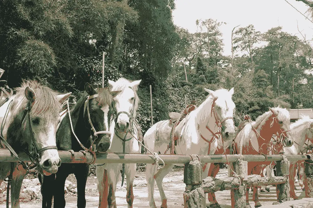 Horses ready for the horse-back riding activity