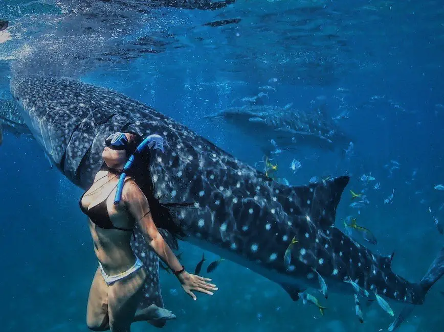 A girl swimming beside a whale shark at Oslob