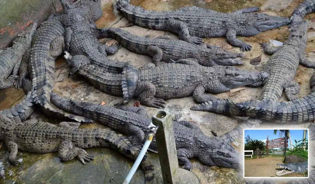 The Crocodiles at the Puerto Princesa Crocodile Farm