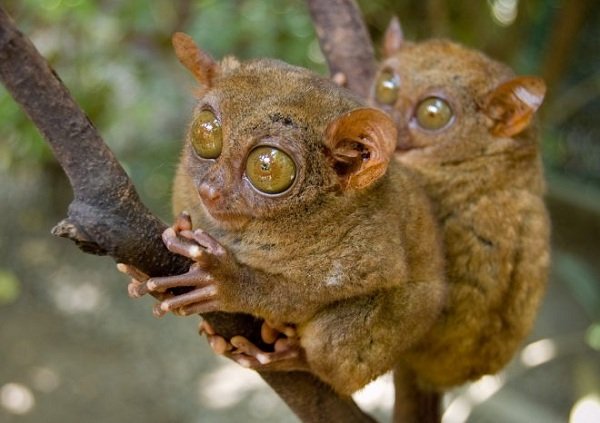 The Tarsier (World's 2nd smallest primate)