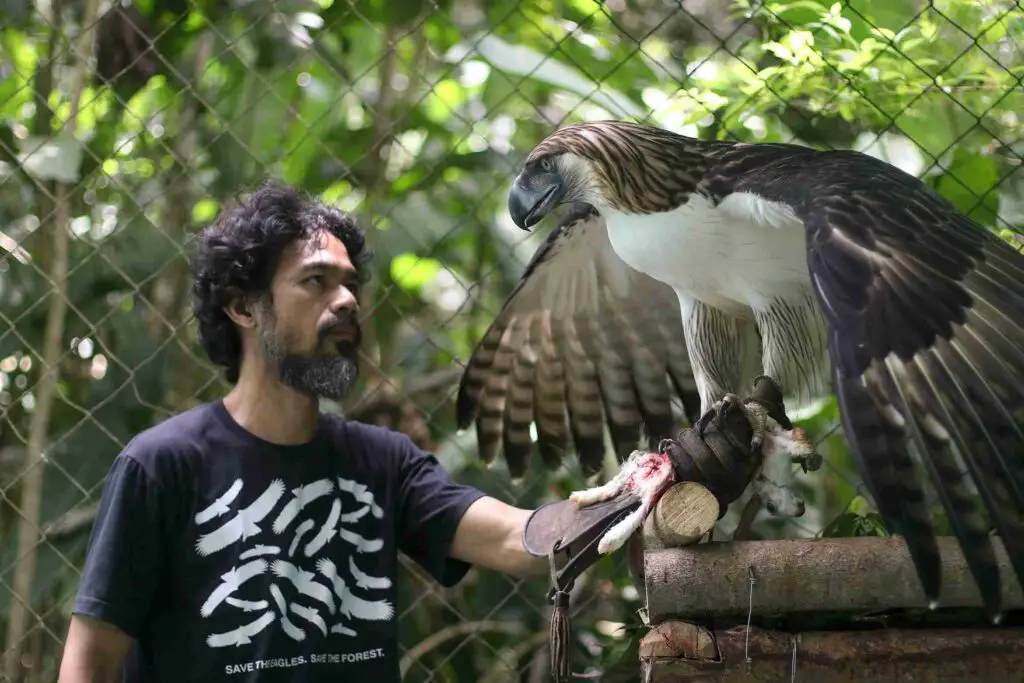 A Philippine Eagle with its caretaker