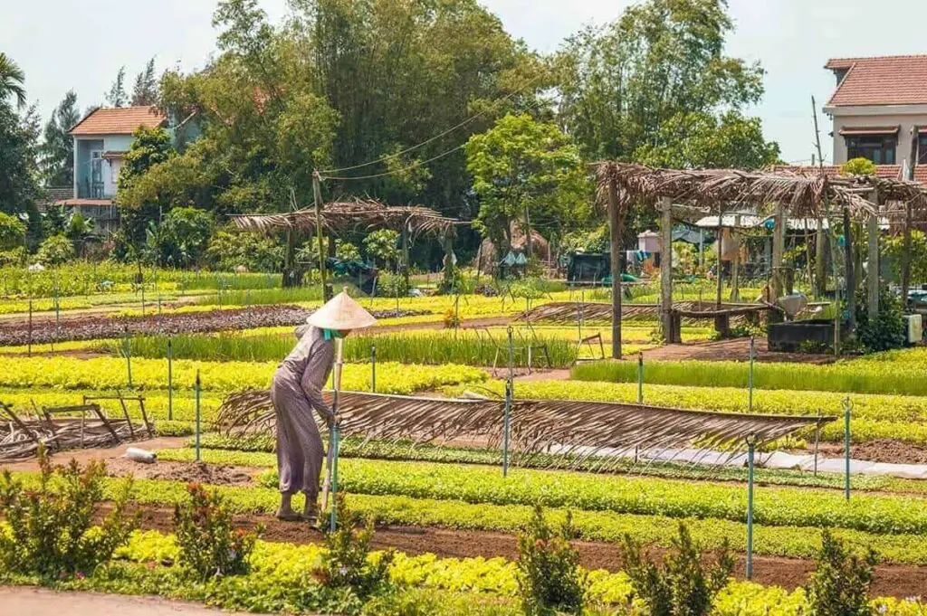 Farmer working on the plants at Tra Que Vegetable Village
