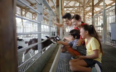 10 Fun Animal Farms in Singapore For Families to Visit in 2023