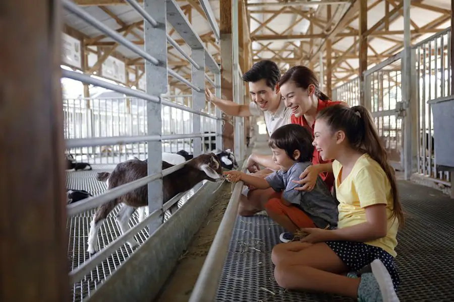Family at Hay Dairies Singapore