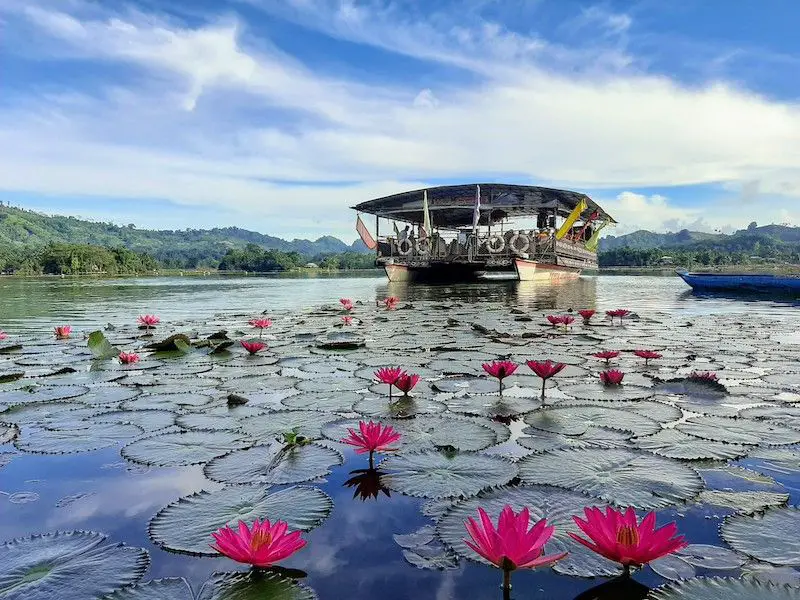 The Lotus Garden in Lake Sebu