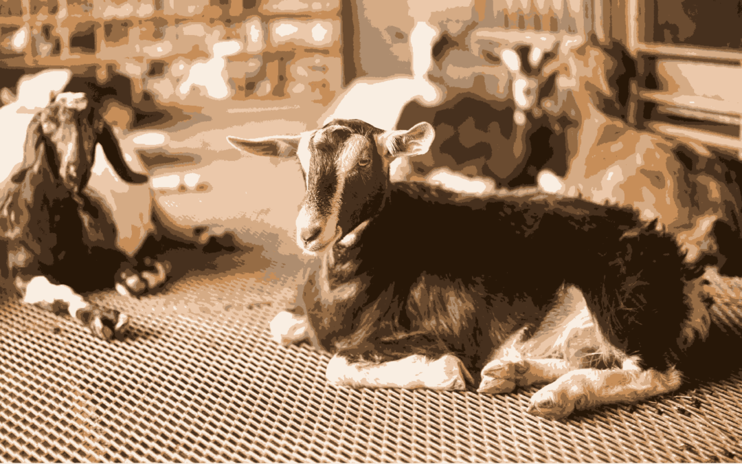 Hay Dairies: Singapore’s Only Goat Farm – A Unique Place to Spend the Day in 2023!