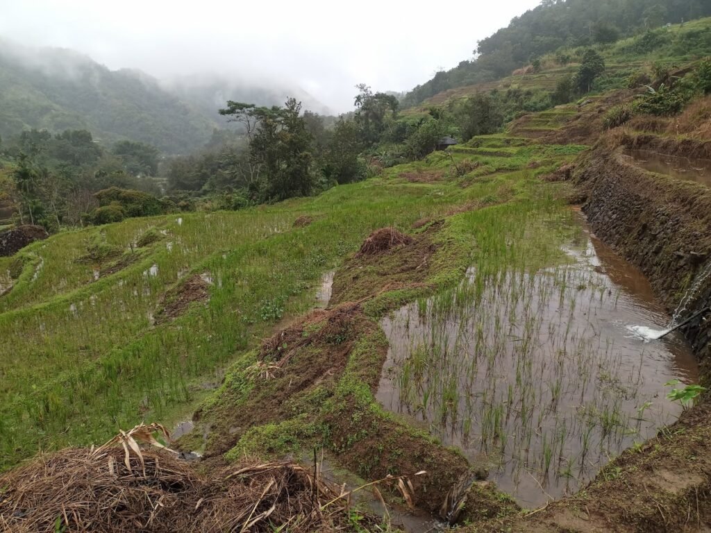 Nagacadan Rice Terraces