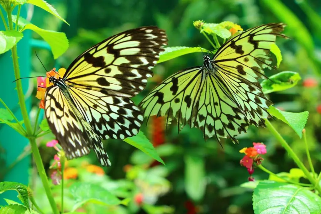 Siquijor Butterfly Sanctuary